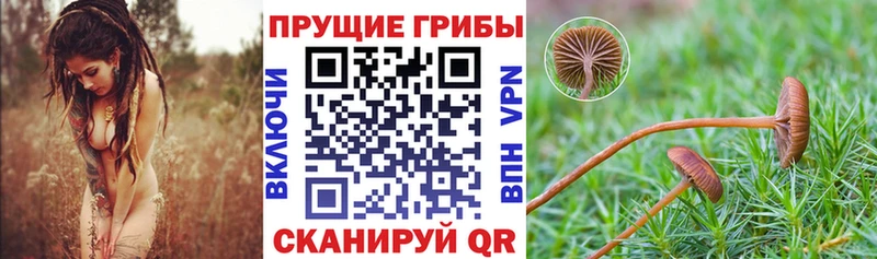 Псилоцибиновые грибы мицелий  Светлый 
